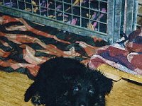 Django BH2, 29.12.1995 - 14.12.2006